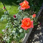 Cosy & Garden Bed & Breakfast Asker