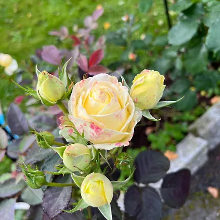 Cosy & Garden Отель типа 