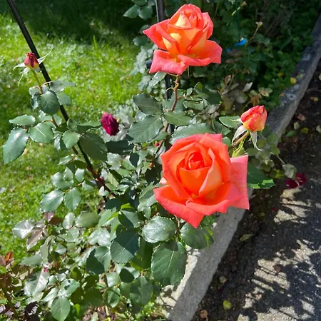 Cosy & Garden Отель типа 