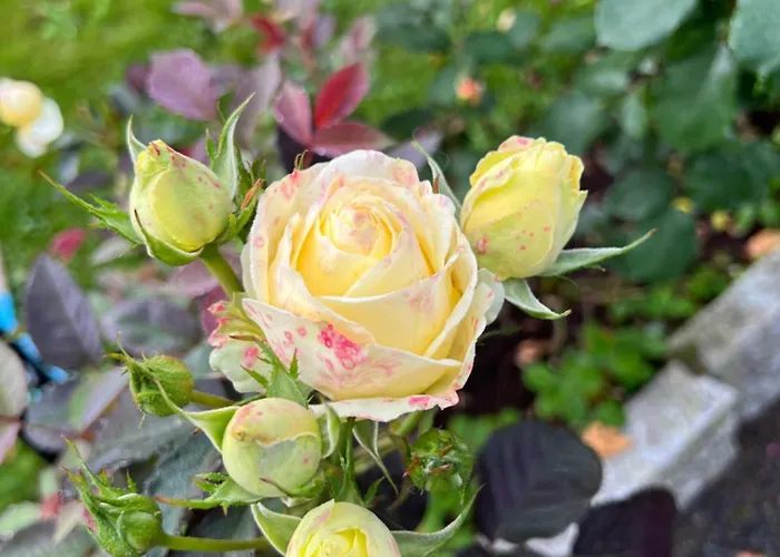 Cosy & Garden Bed & Breakfast